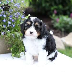 Shawn, Cavapoo Puppy
